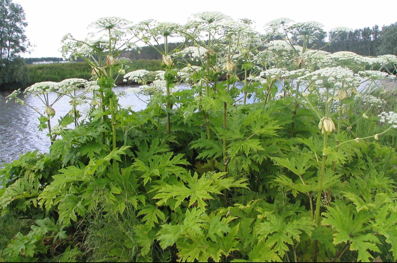 hogweed.jpg