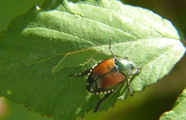 Popillia_japonica_-_Japanese_beetle