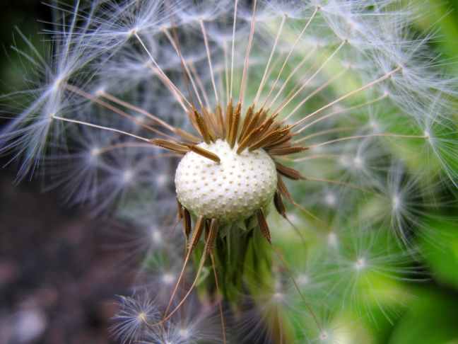 seed-head-dandelion-plant-nature-158071